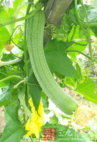 丝瓜的12大不为人知的食疗方