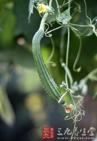 丝瓜的12大不为人知的食疗方