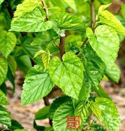 中医抗衰老方剂 助您延年益寿(3)