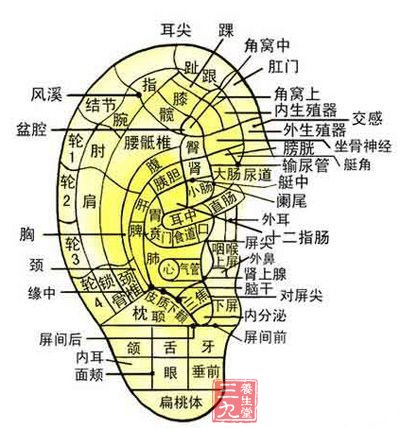 按摩耳穴防病治病