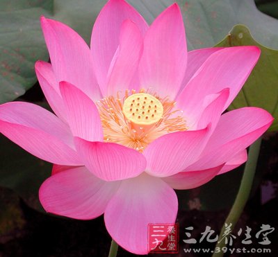 解读中医如何治疗糖尿病肾病