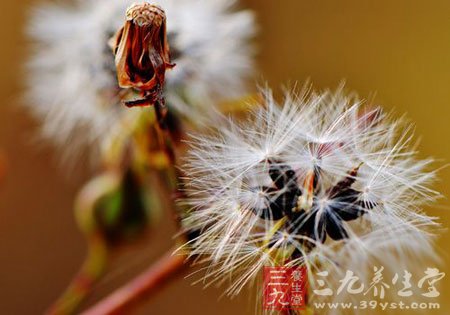 時尚花草茶“對癥下藥” 喝出美麗