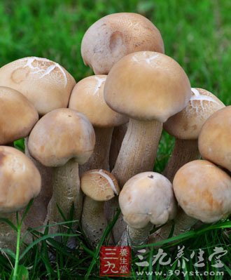 蘑菇营养价值高 止咳化痰又抗癌(2)