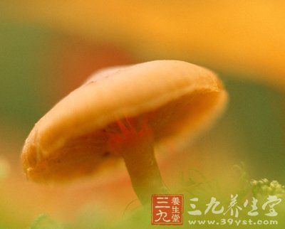 秋食野菌冬喝汤 荐9种超鲜美菌类食谱 