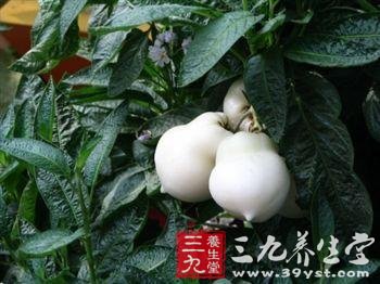 人参果怎么吃 吃人参果的禁忌(3)