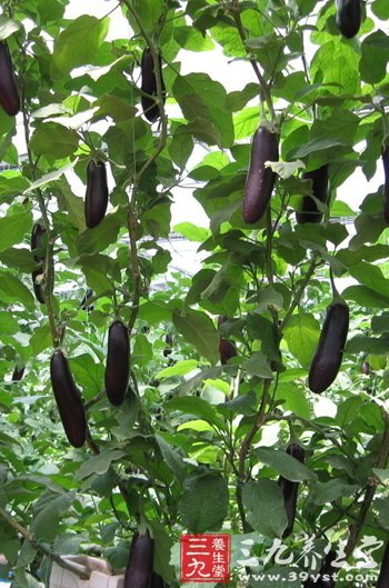 生吃茄子能减肥吗