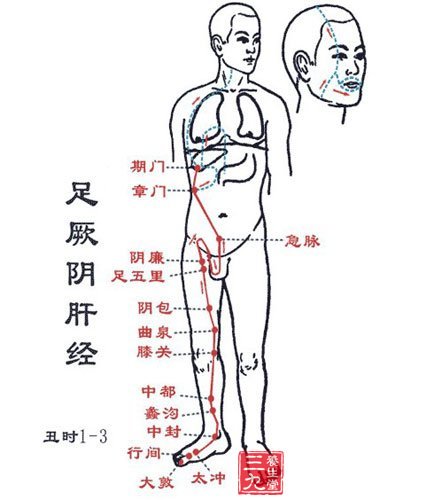 足厥阴肝经穴位图