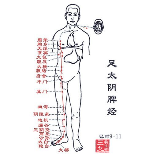 足太阴脾经穴位图