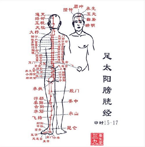 足太阳膀胱经穴位图