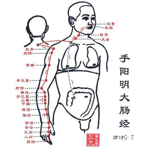 手阳明大肠经穴位图