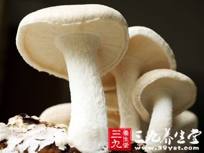 白蘑菇排骨湯