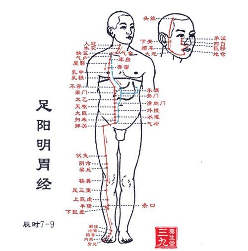 足阳明胃经穴位图