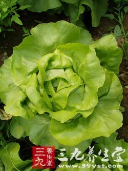 生菜的功效与作用 生菜的四大食疗养生功效