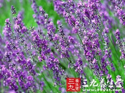 效率底闻迷迭香