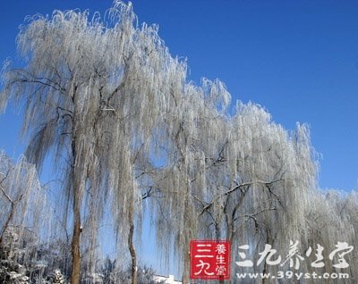 冬季常吃3大根菜 滋补身体助养生