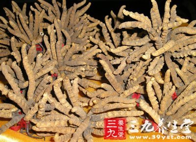 冬虫夏草 一味贵比黄金的中药