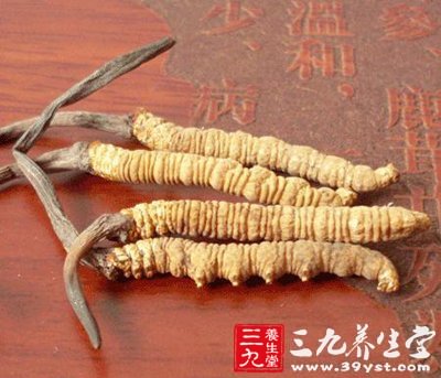 冬虫夏草 一味贵比黄金的中药