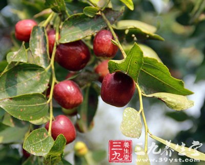 六大新式吃法 讓紅棗的營(yíng)養(yǎng)翻倍