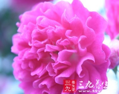 春季養(yǎng)生 薦八款滋補(bǔ)效果超高的野菜