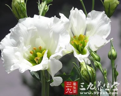 春季養(yǎng)生 薦八款滋補(bǔ)效果超高的野菜