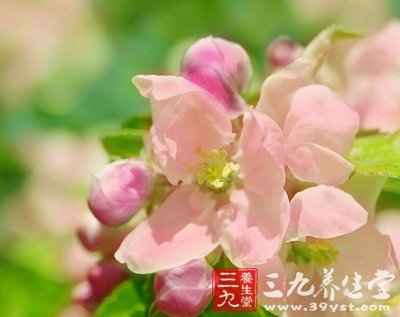 春季養(yǎng)生 薦八款滋補(bǔ)效果超高的野菜