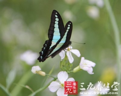 春季養(yǎng)生 薦八款滋補(bǔ)效果超高的野菜