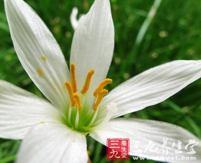 春季野菜养人 荐8道野菜养生食谱