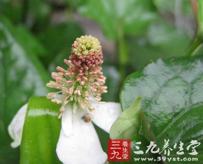 春季野菜養(yǎng)人 薦8道野菜養(yǎng)生食譜