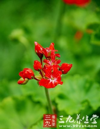 飲食不當(dāng) 謹(jǐn)防花粉過敏癥