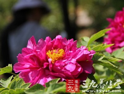 飲食不當 謹防花粉過敏癥