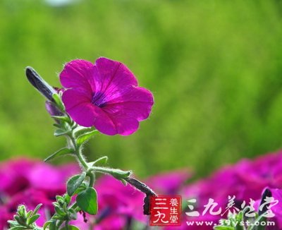 名老中醫(yī)楊介賓養(yǎng)生之道