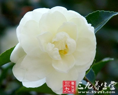 如花女人 教你春季巧用鮮花防病養(yǎng)生