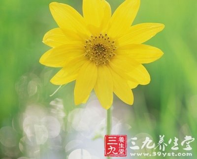 如花女人 教你春季巧用鮮花防病養(yǎng)生