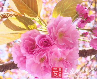 如花女人 教你春季巧用鮮花防病養(yǎng)生