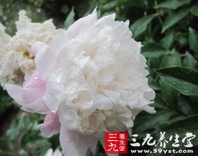 天下第一娇 中医浅谈芍药入药妙用