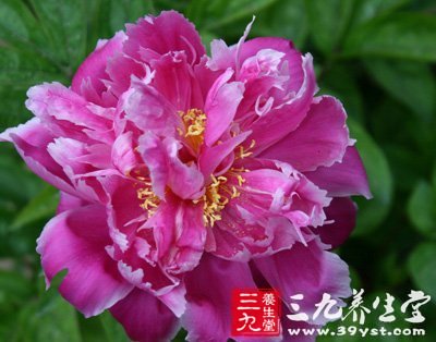 天下第一娇 中医浅谈芍药入药妙用