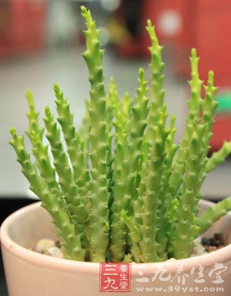 仙人掌减肥食谱 健康瘦身5斤