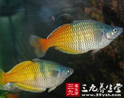 深海魚油雖營養(yǎng) 七種人吃它有禁忌