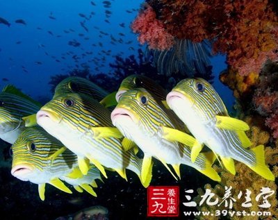 深海魚油雖營養(yǎng) 七種人吃它有禁忌