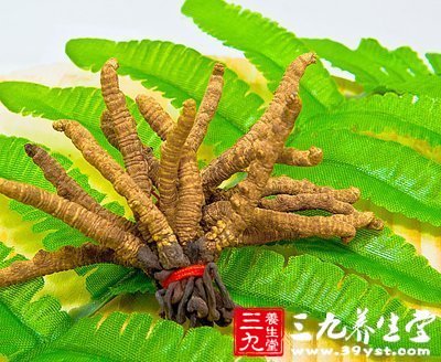 虫草的药理