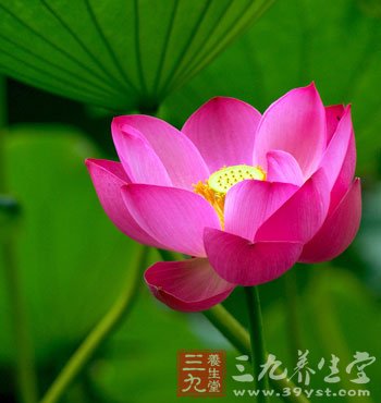 立夏养生注意夜卧早起养阳气