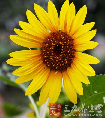 立夏养生注意夜卧早起养阳气