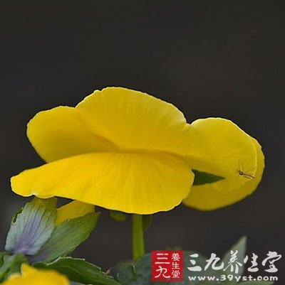 不花錢防蚊妙計(jì) 讓你安然度夏