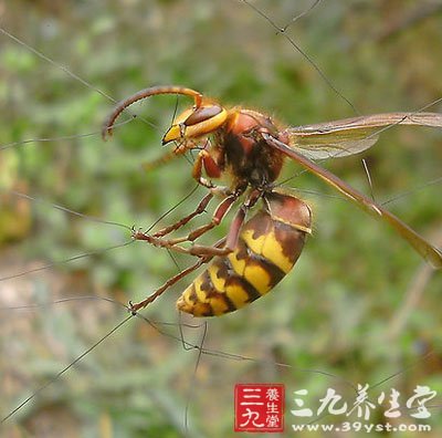 不花錢(qián)防蚊妙計(jì) 讓你安然度夏