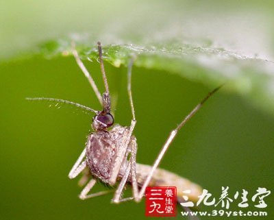 夏季蚊子滿天飛 教你用植物驅(qū)蚊妙招