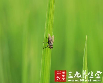 夏季蚊子滿天飛 教你用植物驅(qū)蚊妙招