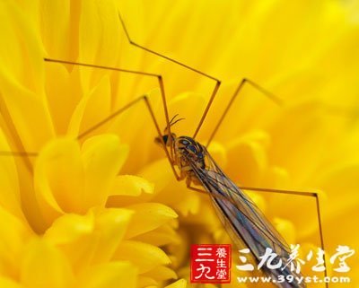 夏季蚊子滿天飛 教你用植物驅(qū)蚊妙招