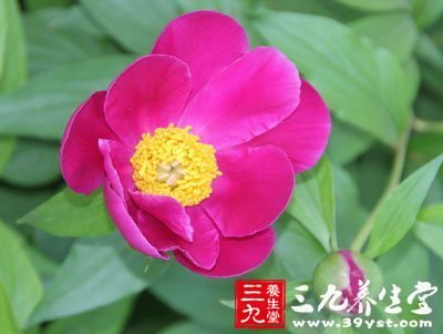 統(tǒng)領(lǐng)群芳國色牡丹