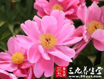 統(tǒng)領(lǐng)群芳國色牡丹