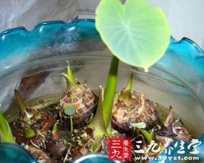 养生新知 蔬菜水果越大营养越差